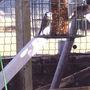 Birds enjoying the nuts.
