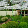 Chelsea_Flower_Show_047.jpg