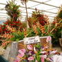 Chelsea_Flower_Show_077.jpg