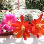 Rebutias (Rebutia)
