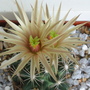 Escobaria missouriensis (Escobaria missouriensis)