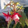 Strawberry Delight ( variegated leaves and also hardy )