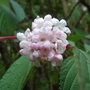 Viburnum_x_bodnantense__dawn__-_2009