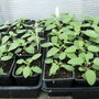 Salvia  '   Cambridge Blue '