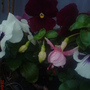 A garden flower photo