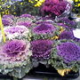 A garden flower photo