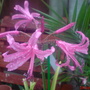 A garden flower photo