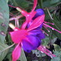 A garden flower photo