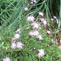 Centaurea simplicaulis - 2009 (Centaurea simplicicaulis)