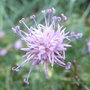 Centaurea simplicaulis (close-up) - 2009 (Centaurea simplicicaulis)