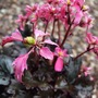 Saxifraga fortunei 'Black Ruby' (Saxifraga fortunei)