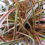 Uncinia rubra 'Everflame' (Uncinia rubra)