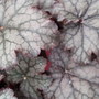 Heuchera 'Amethyst Mist' (Heuchera)