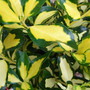 Euonymus japonicus 'Maidens Gold' (Euonymus japonicus)