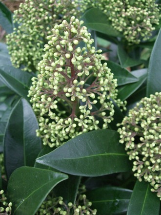 Skimmia x confusa 'Kew Green' (Skimmia x confusa (Skimmia))