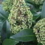 Skimmia x confusa 'Kew Green' (Skimmia x confusa (Skimmia))
