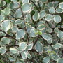Pittosporum tenuifolium 'Silver Magic' (Pittosporum tenuifolium)