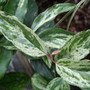  Leucothoe walteri 'Rainbow' (Leucothoe walteri)