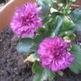 A garden flower photo