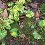 Butterburr (Petasites hybridus (Butterburr))