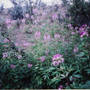 Wild Cleome 'Rocky Mountain Bee Flower'