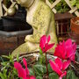 Cyclamen