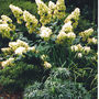 Hydrangea paniculata (Hydrangea paniculata (Hydrangea))