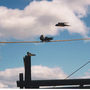 Swallows newly fledged