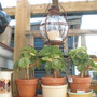 Aeoniums