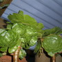 Aeoniums
