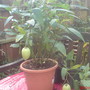 Pipeno Fruit (pipeno)