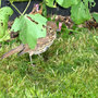 My pet fieldfare