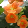 Begonia (Begonia elatior)