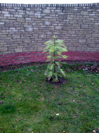 Wollemi Pine (Wollemia nobilis)