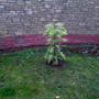 Wollemi Pine (Wollemia nobilis)