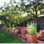 Bedding begonias put on a show (Begonia sempervivum)