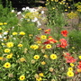 Annuals