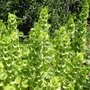 Bells of Ireland (Moluccella laevis)