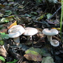 Mushrooms