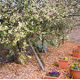 Victoria Plum 2  (victoria plum)