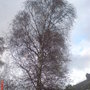 Tree next door along side my house