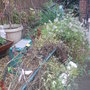 My garden wind damage