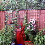 The Eder trees which I have to cut back these are all along the fence