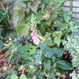 Digatalis mertonensis (Digitalis mertonensis)