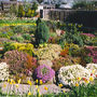 Winter flowering rockery in spring
