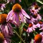 Echinacea -  (Echinacea purpurea)