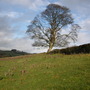 oak tree in WInter form