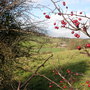 Hawthorn berries for the birds to eat