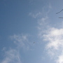 The dot is a buzzard.