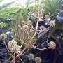 A garden flower photo